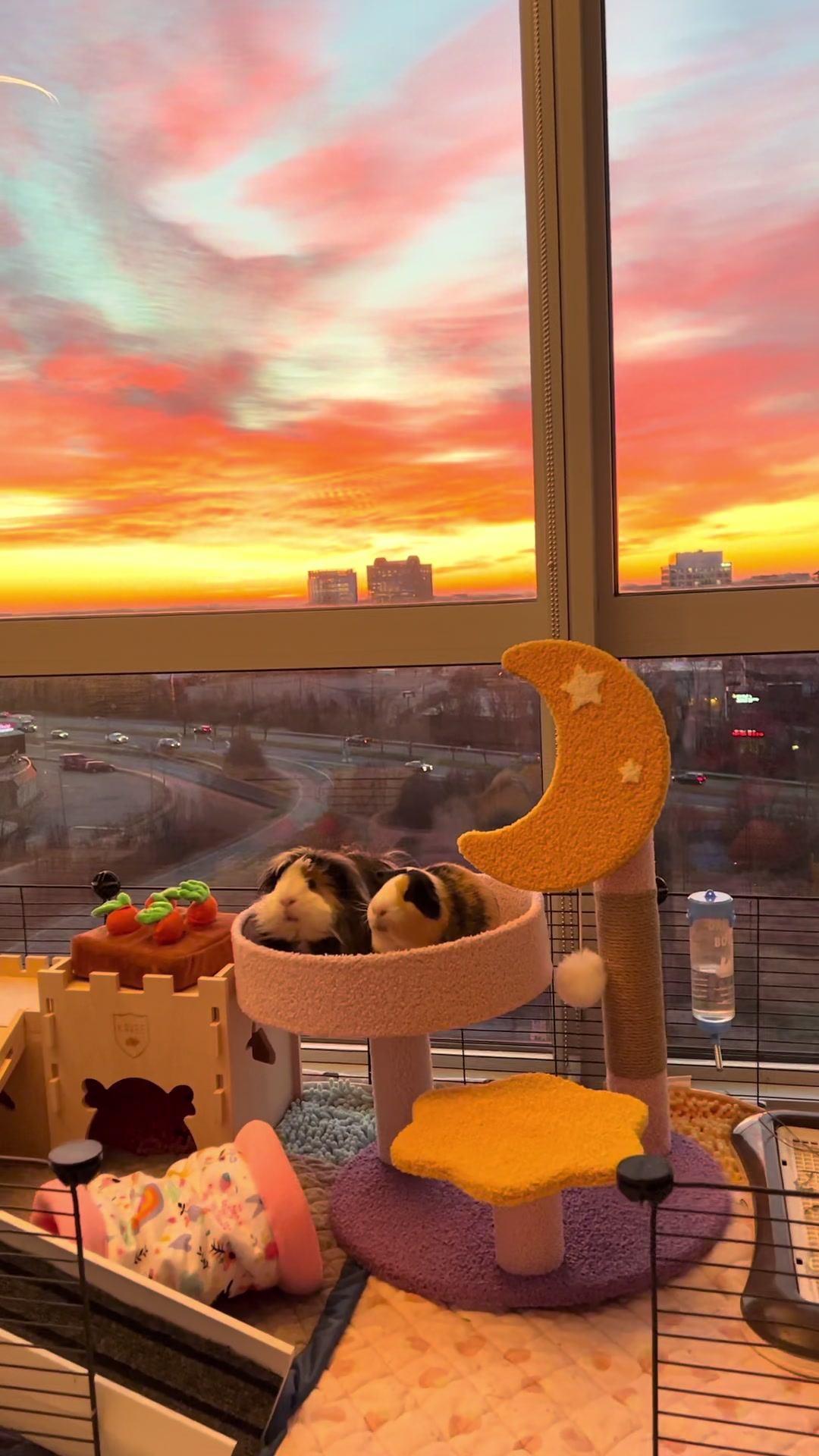 @pumpkin_panda_home