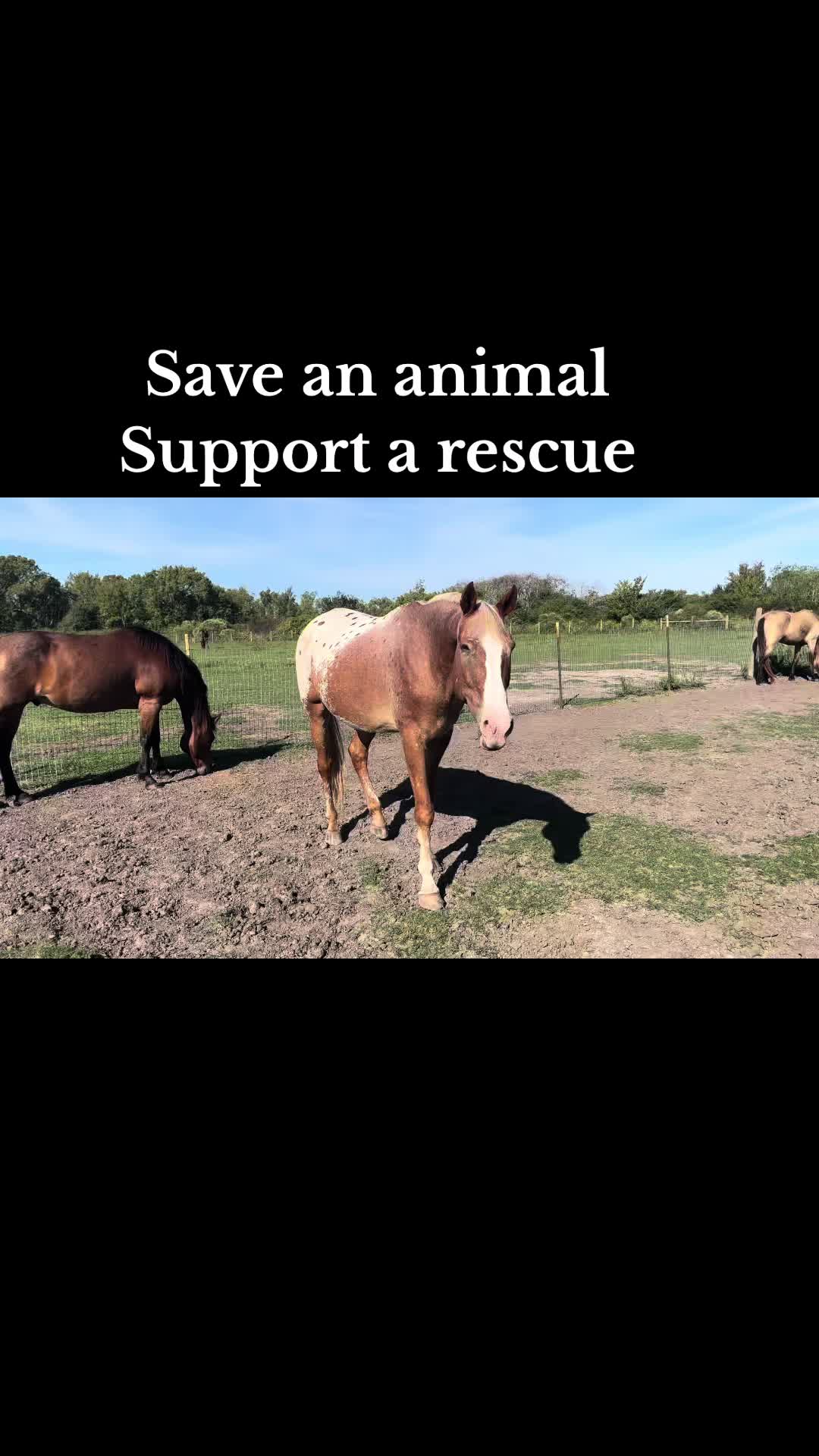 @CowboyBob_Horsemanship