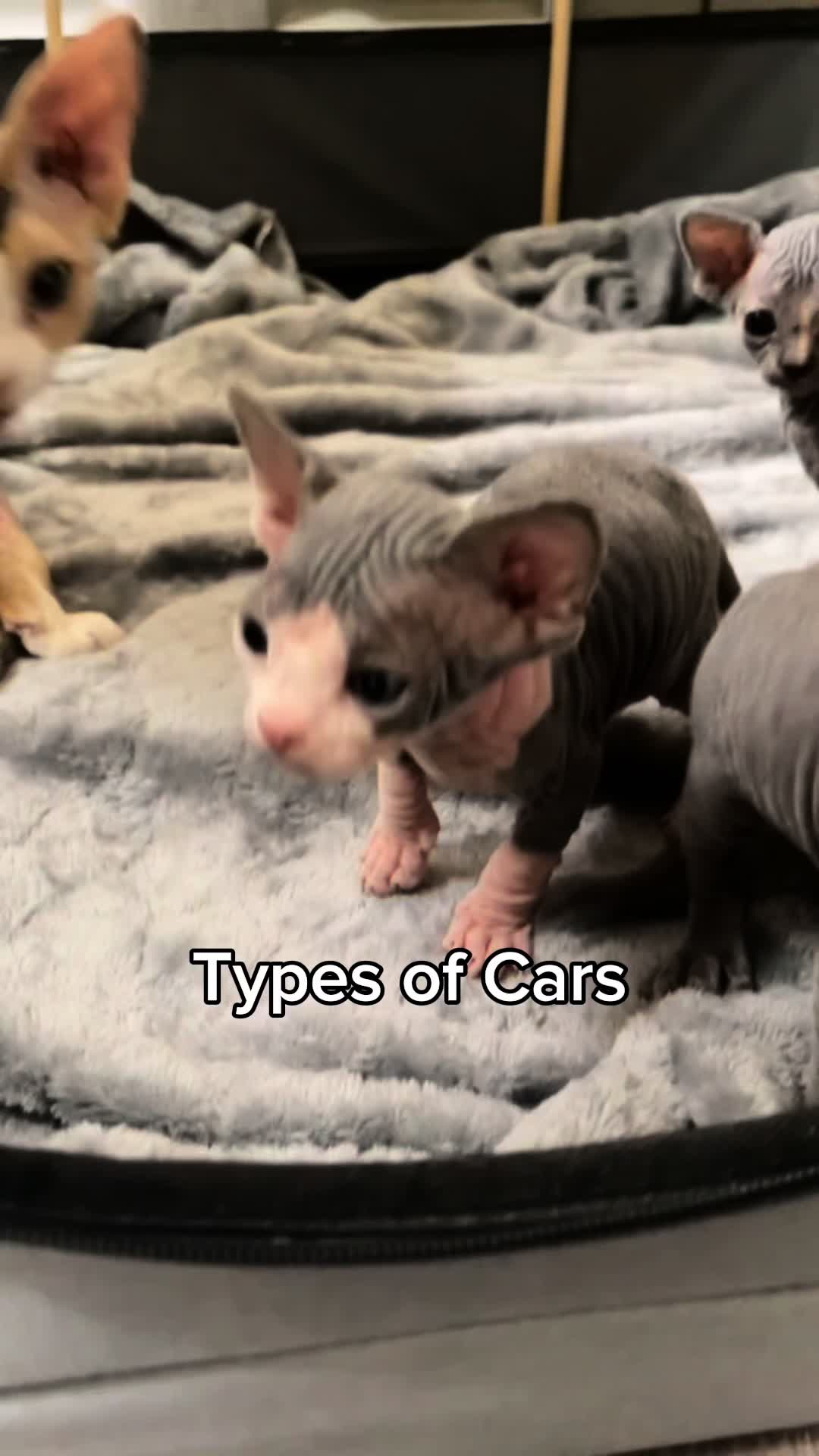 @KittenMitten
