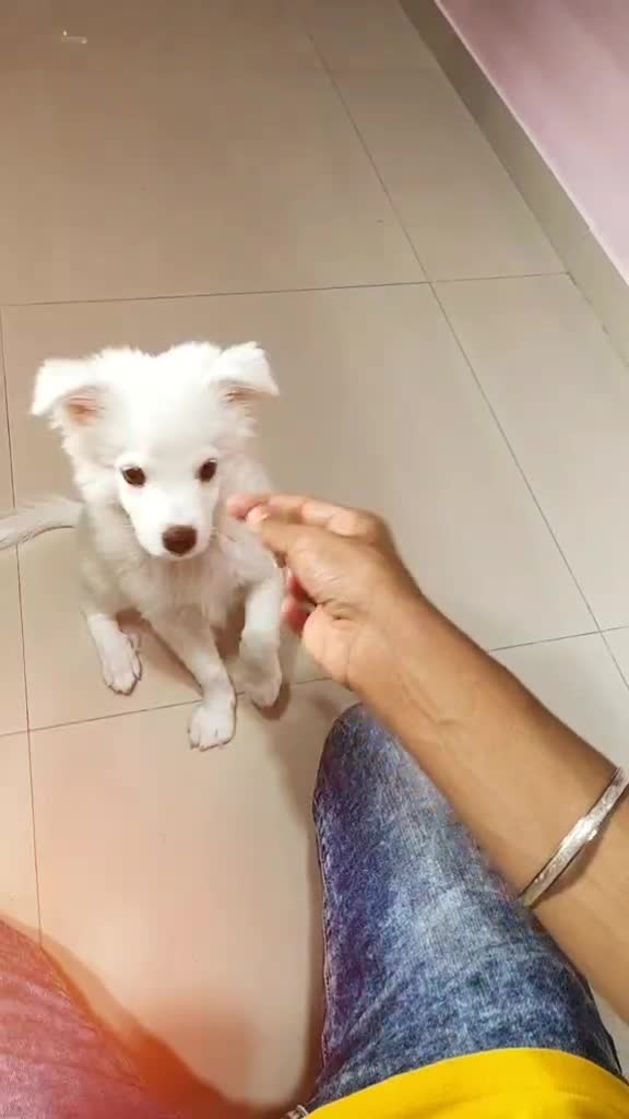 @I M TUFFY 🐶❤️