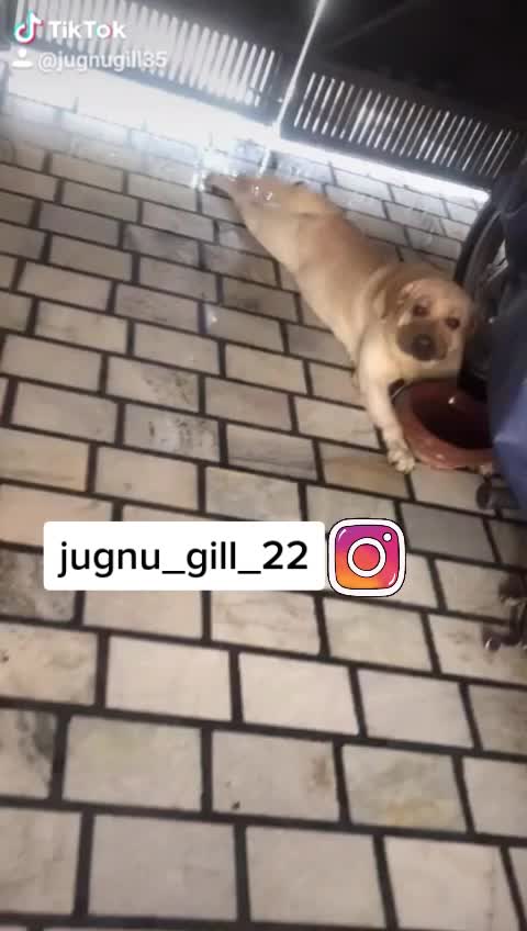 @GILL DOG FARM