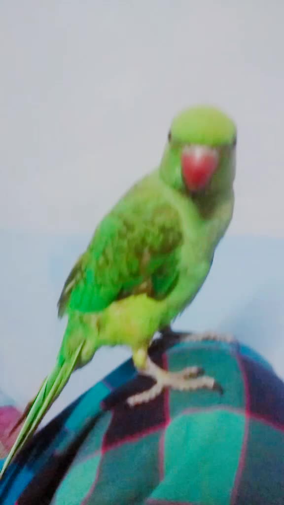 @Pulsar Kumar