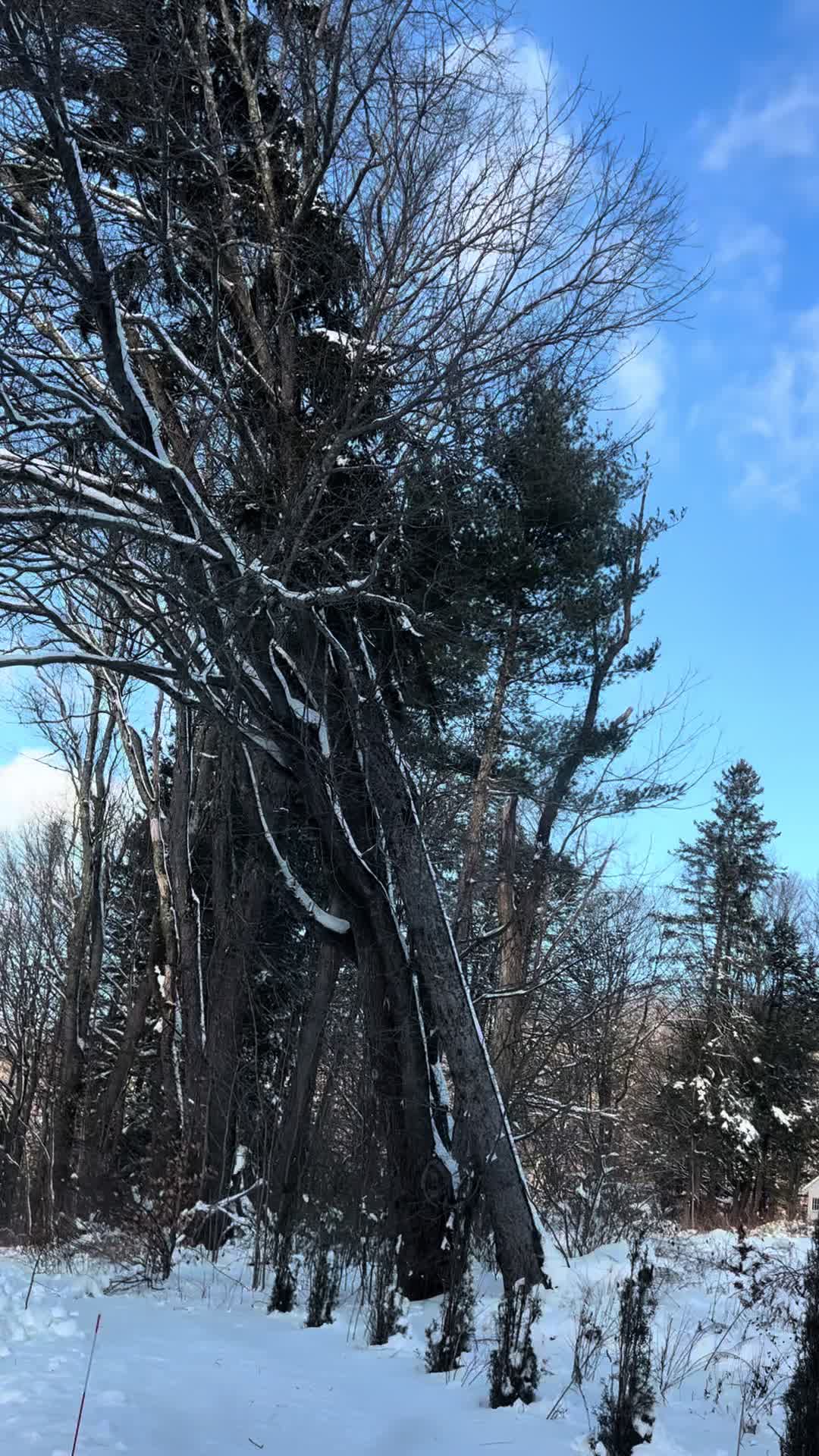 @Chads Tree Service