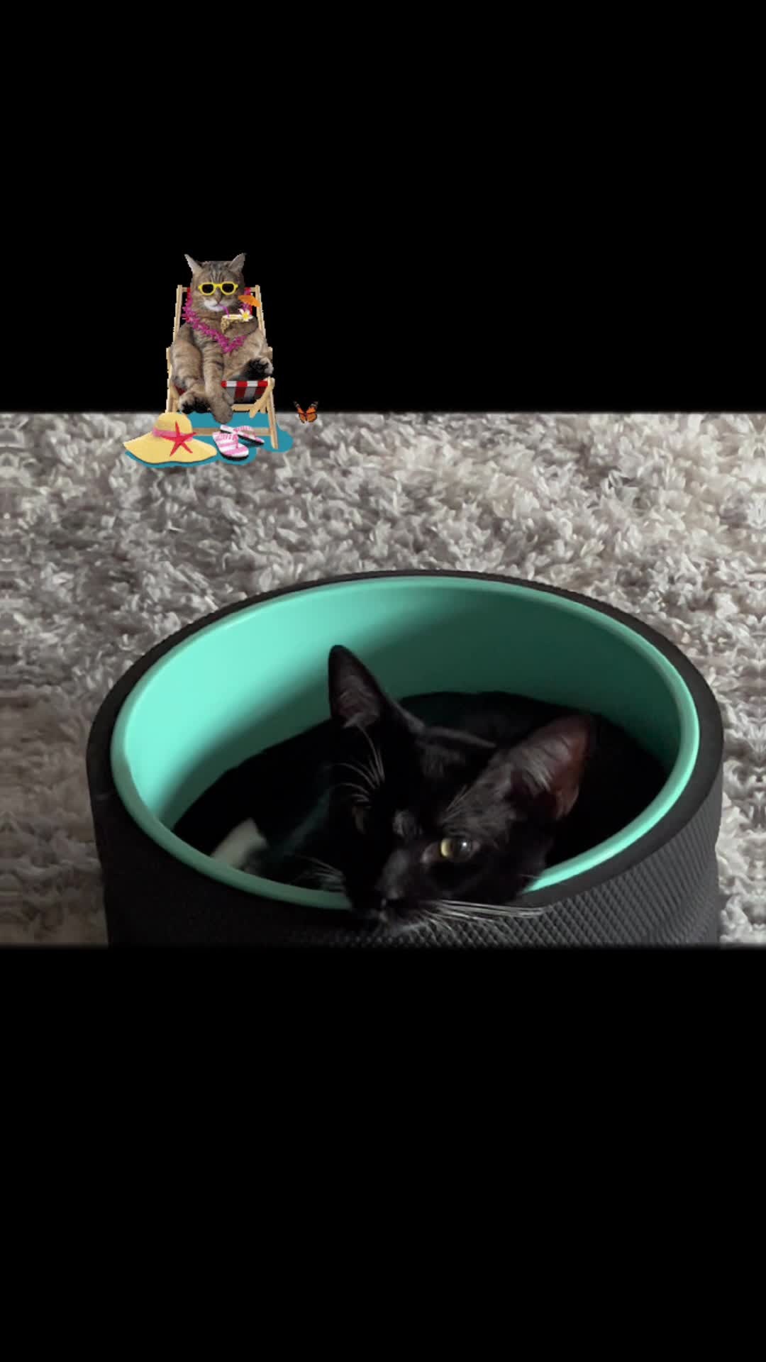 @Ryugyu Cat