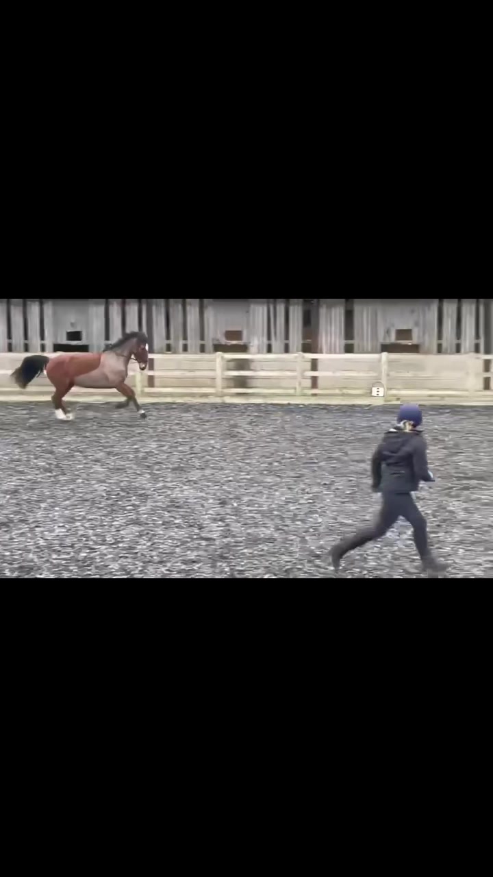 @ypequestrian