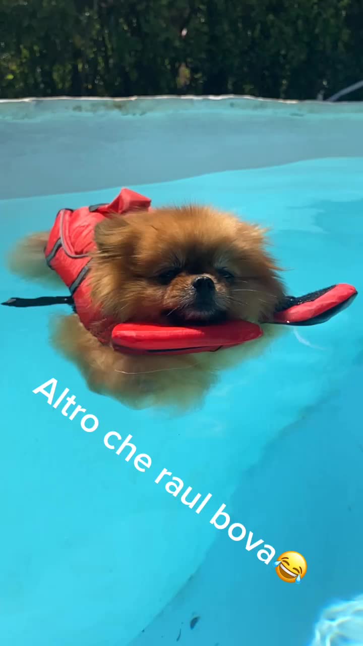 @Flamy Pomerania