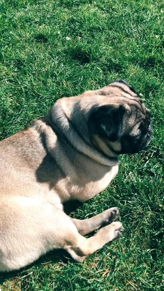 @MR PUG