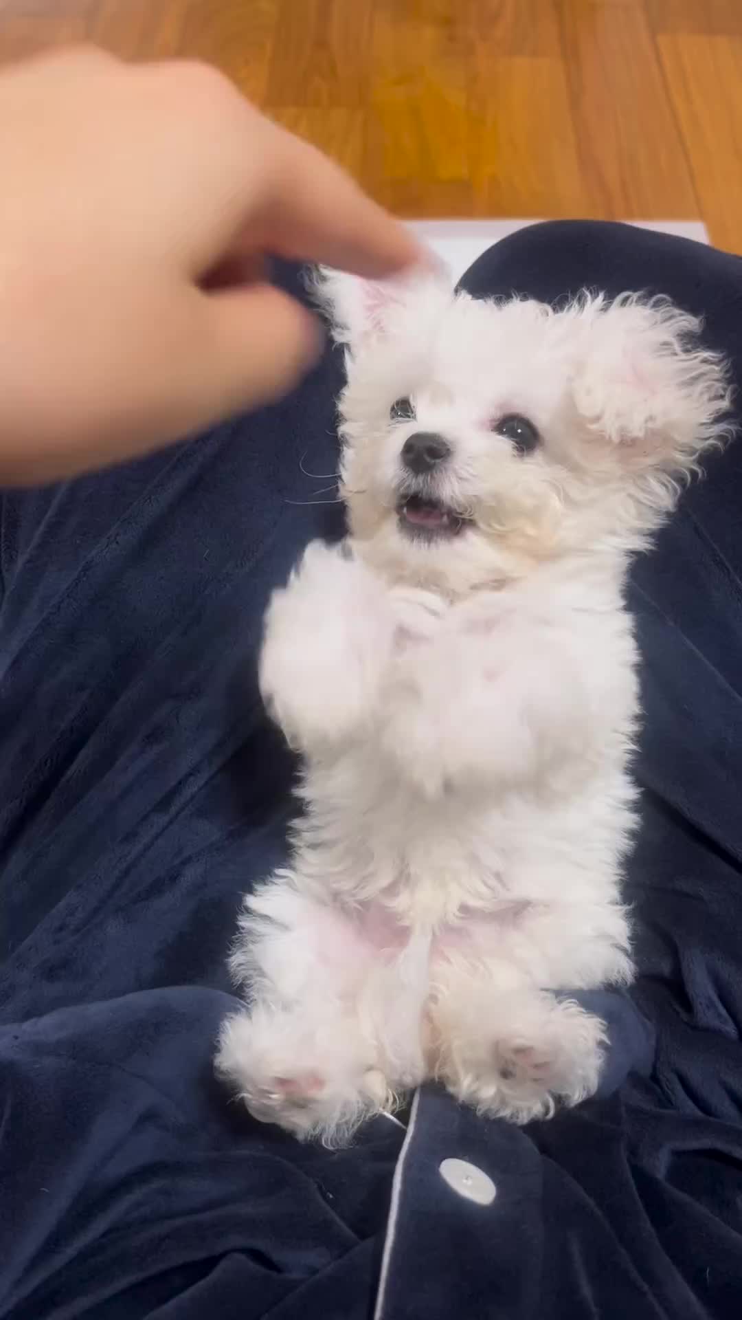 @mildred.the.maltese