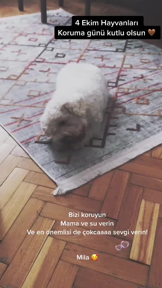 @🖊Bir yazarlık masalı.. 🖊