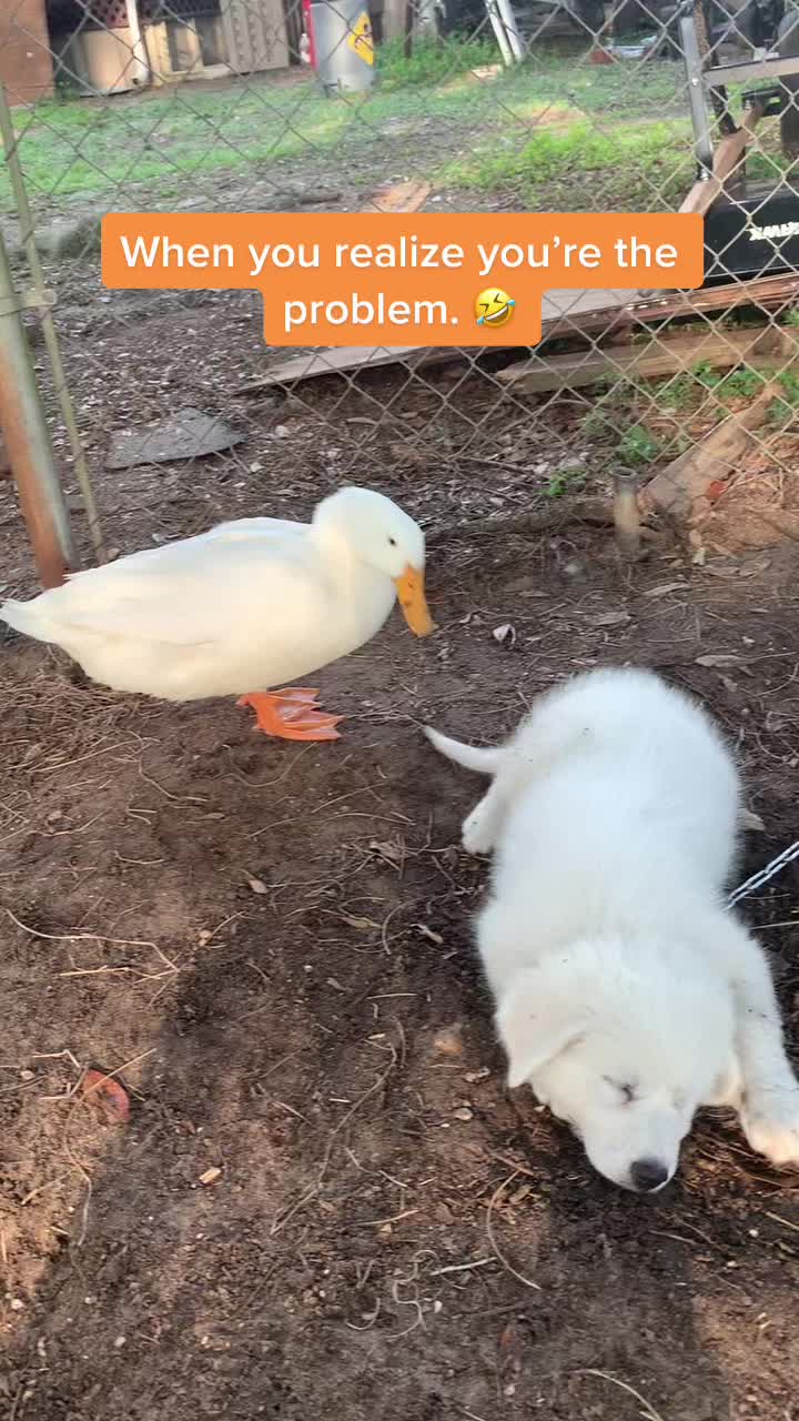 @Suzy | Smoke Show Farms
