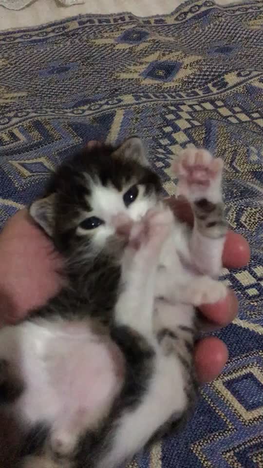 @ŞİRİN 🐈🐈