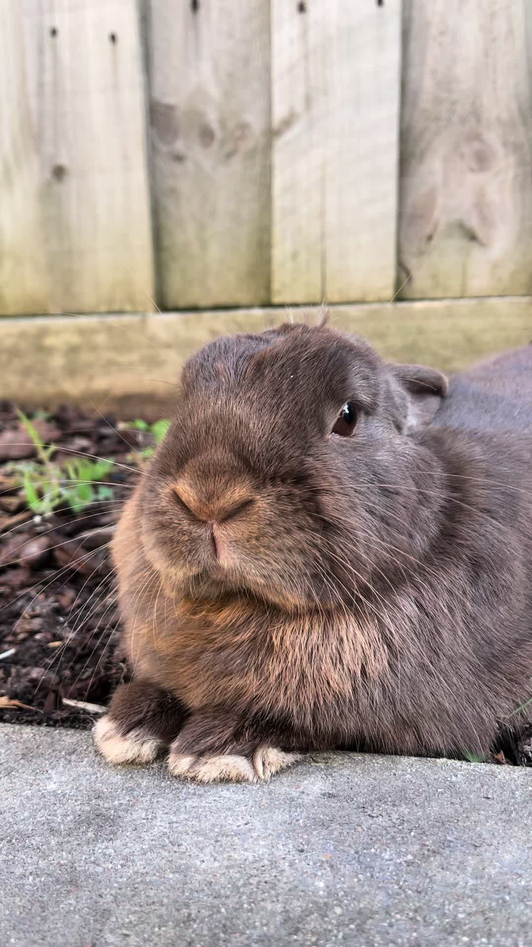@Bunny rabbit chocolate 🍫