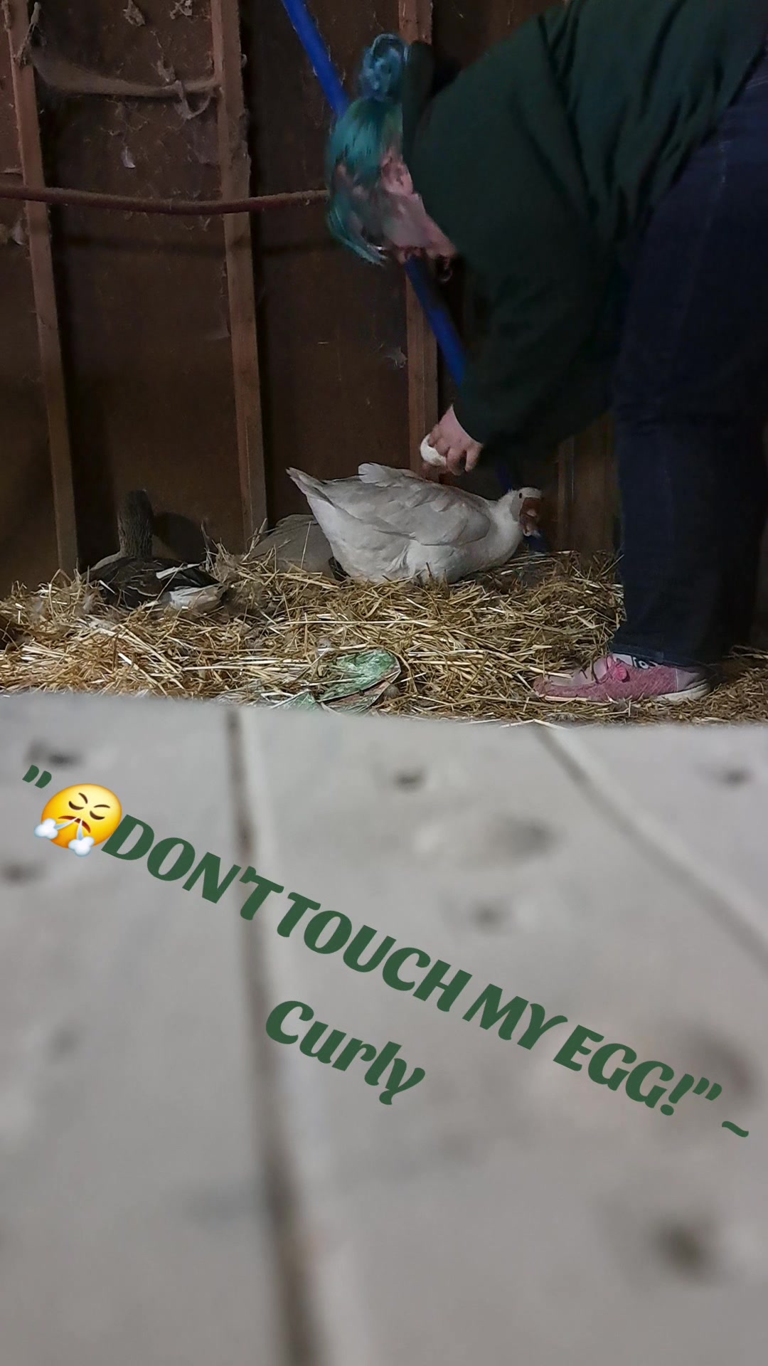 @Karnes Ranch of Indiana🦆