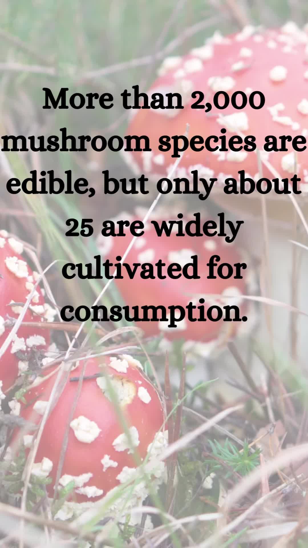 @TheFungiFeed