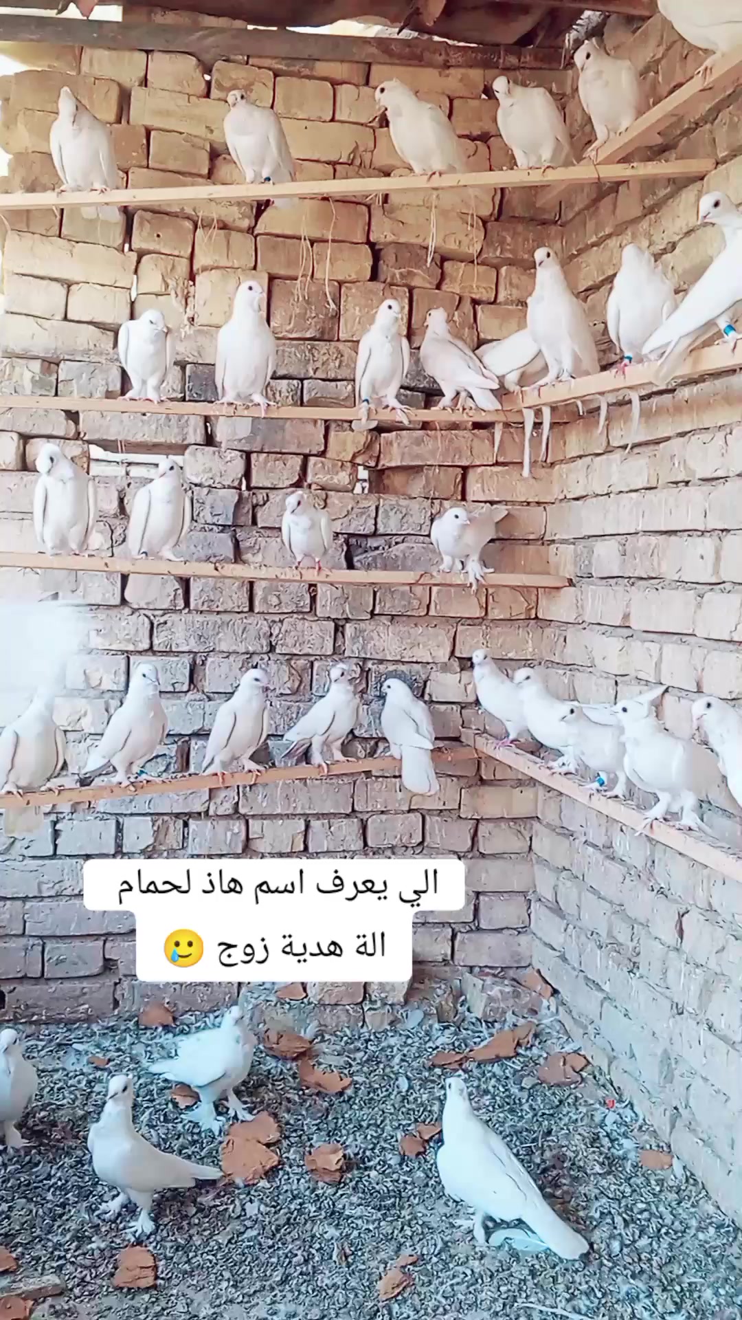 @الہٰٖسہٰٖلہٰٖفہٰٖر ۦٰٰٰ