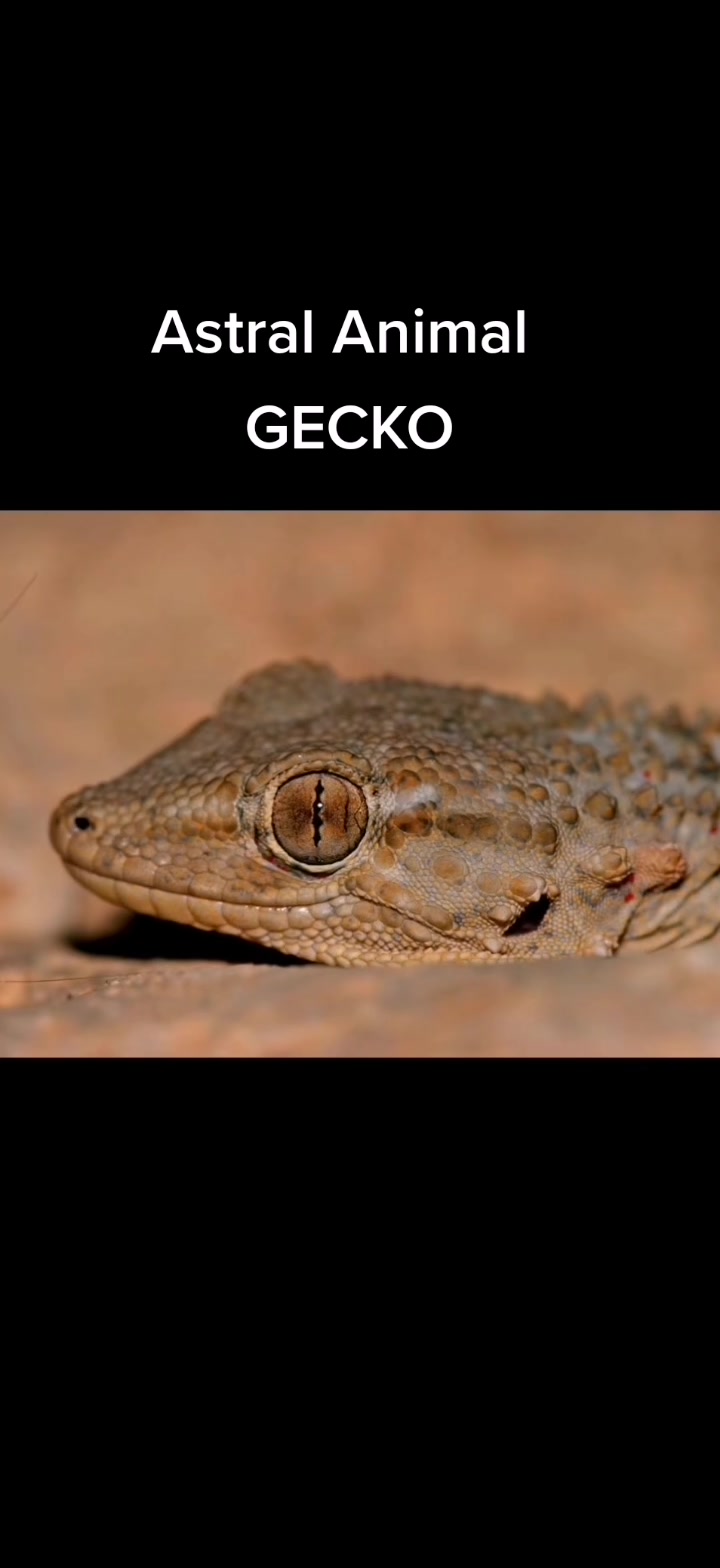 @zooastro