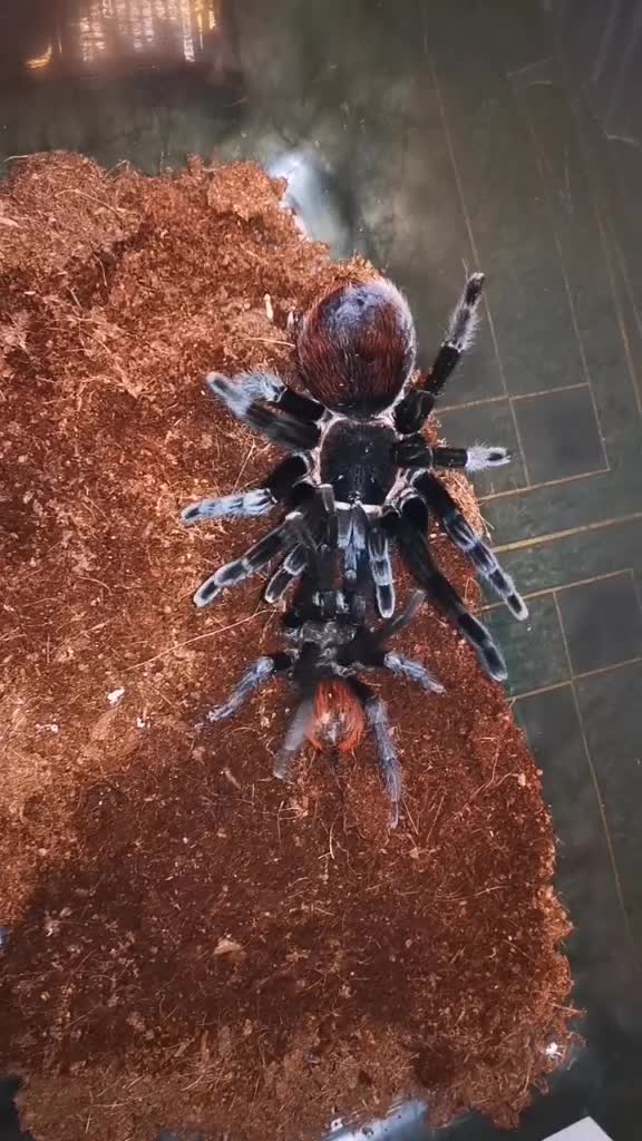 @angry_spider