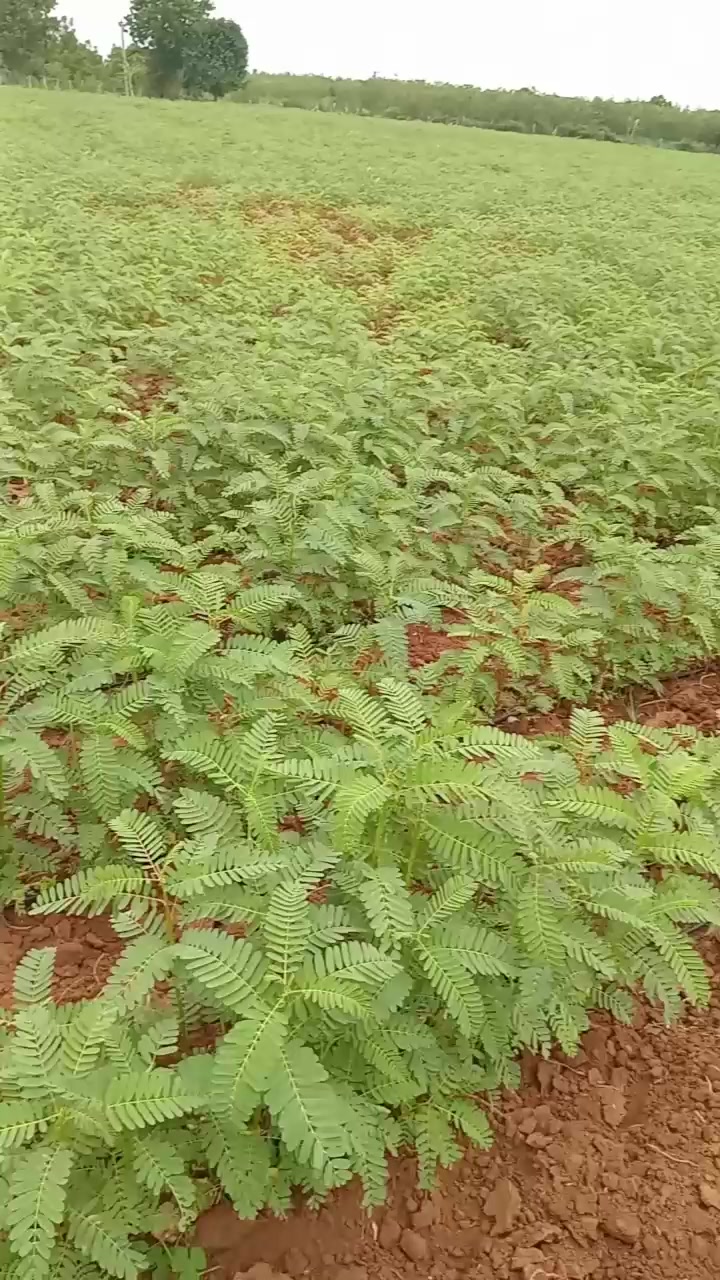 @kotipaleeti