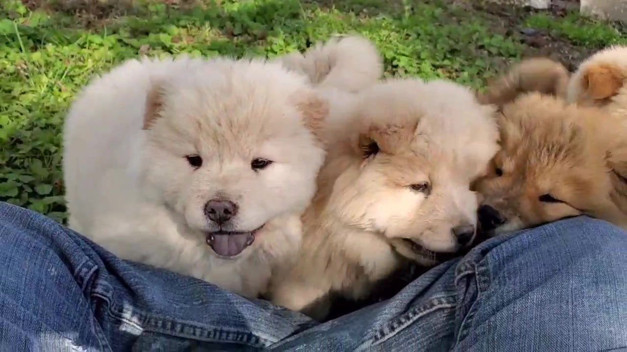 @chowsandpals