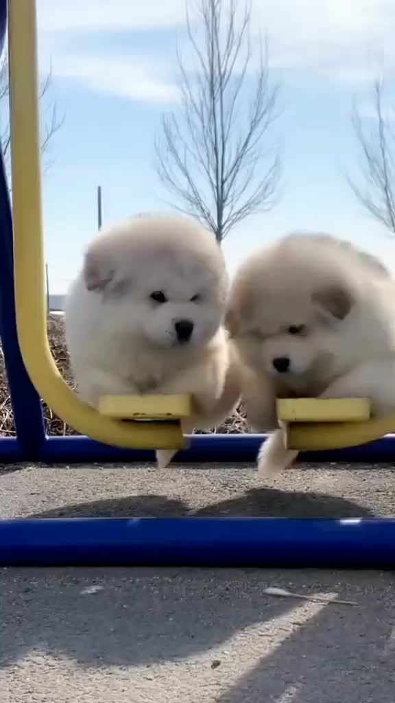@chenyang