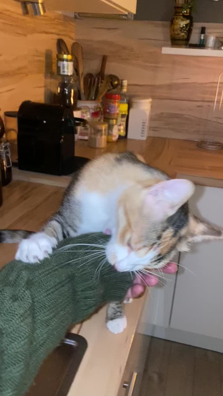 @mysterymiau