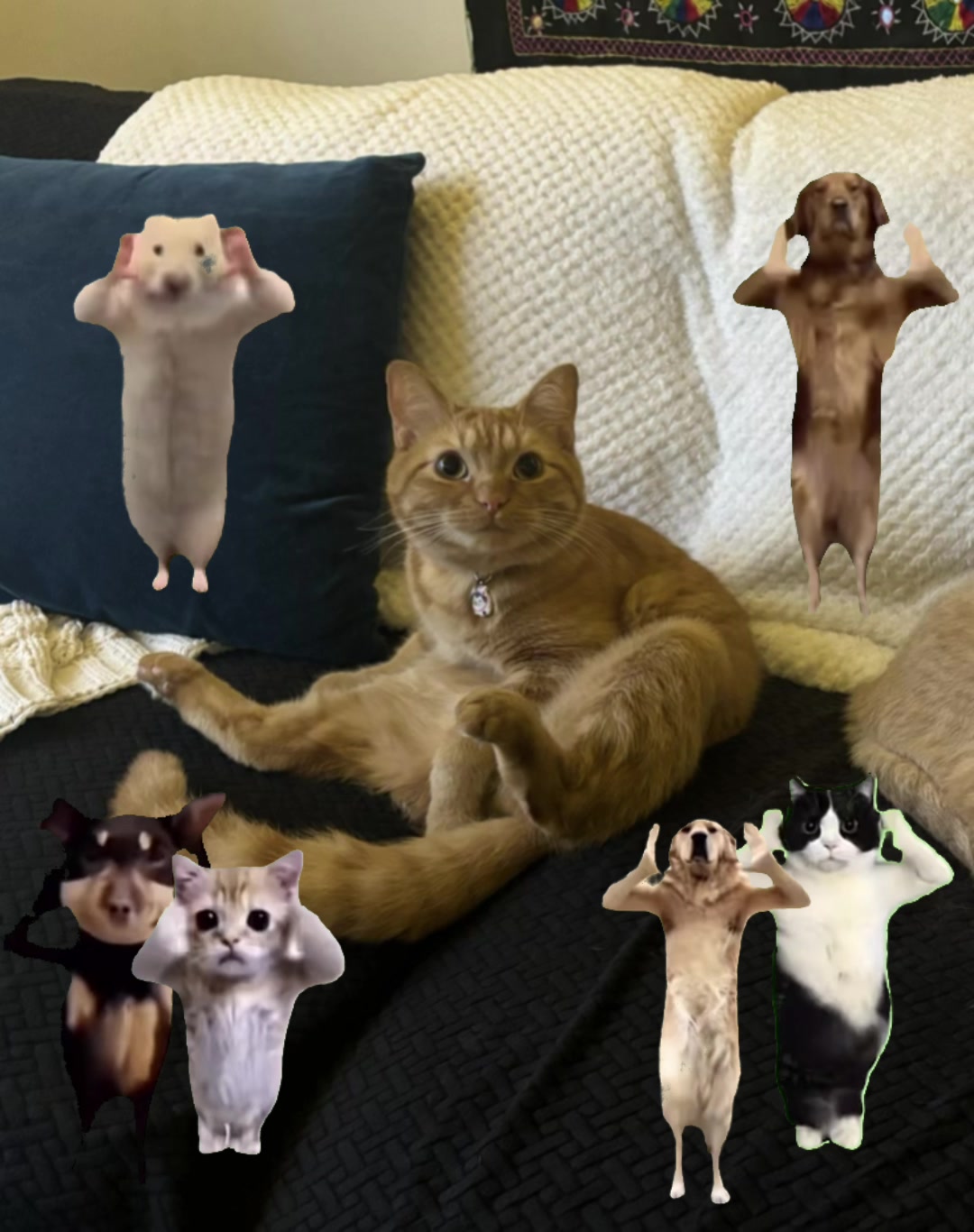 @cowboycatdad