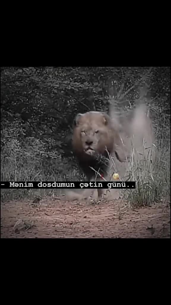 @Talış🖤
