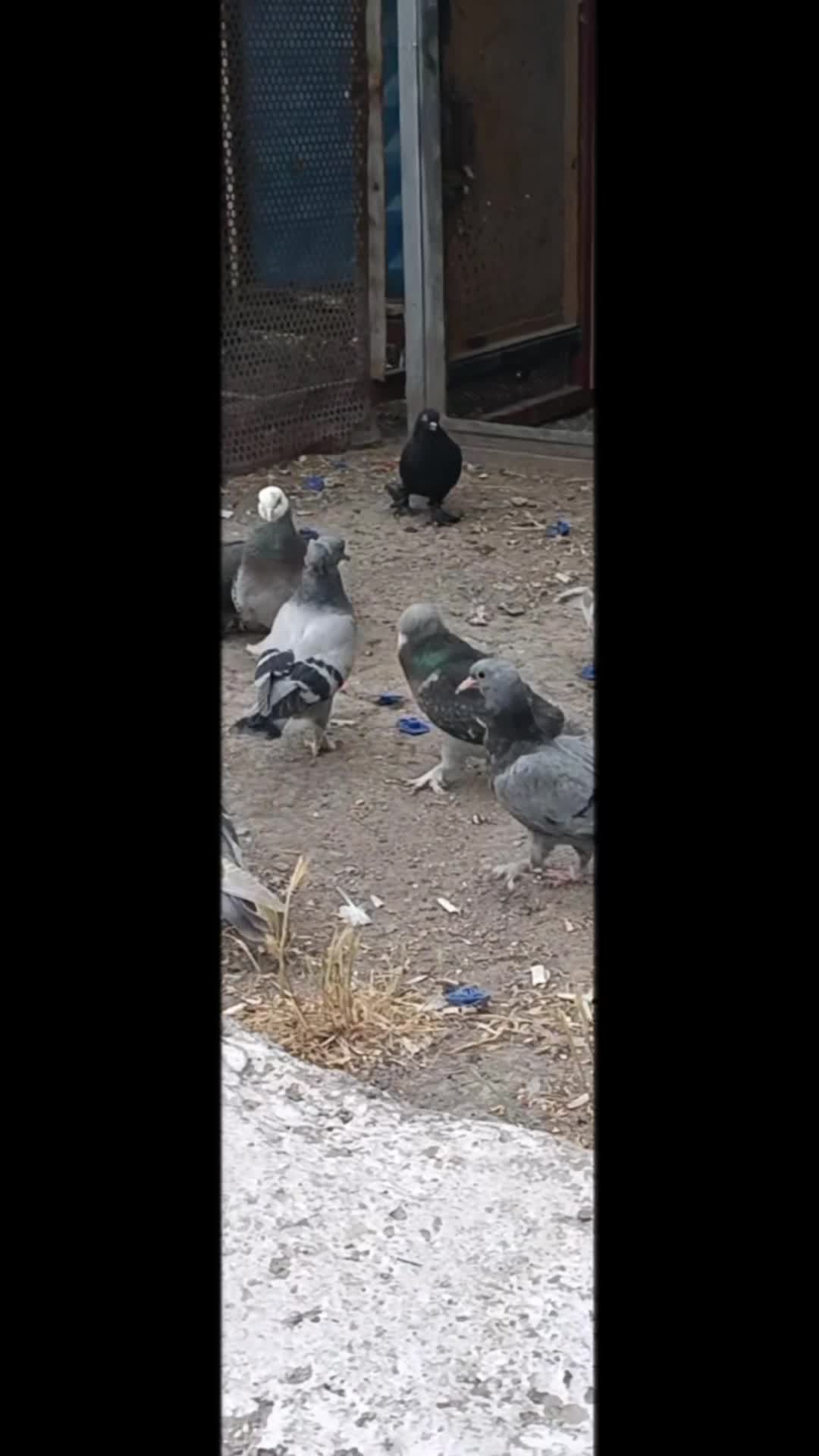 @Kayseri_Güvercin_diyarı🕊️