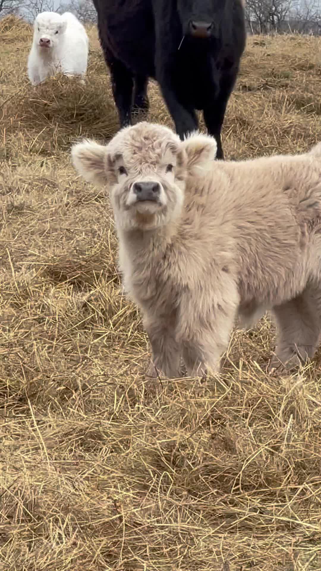 @webbcattlecohighlands