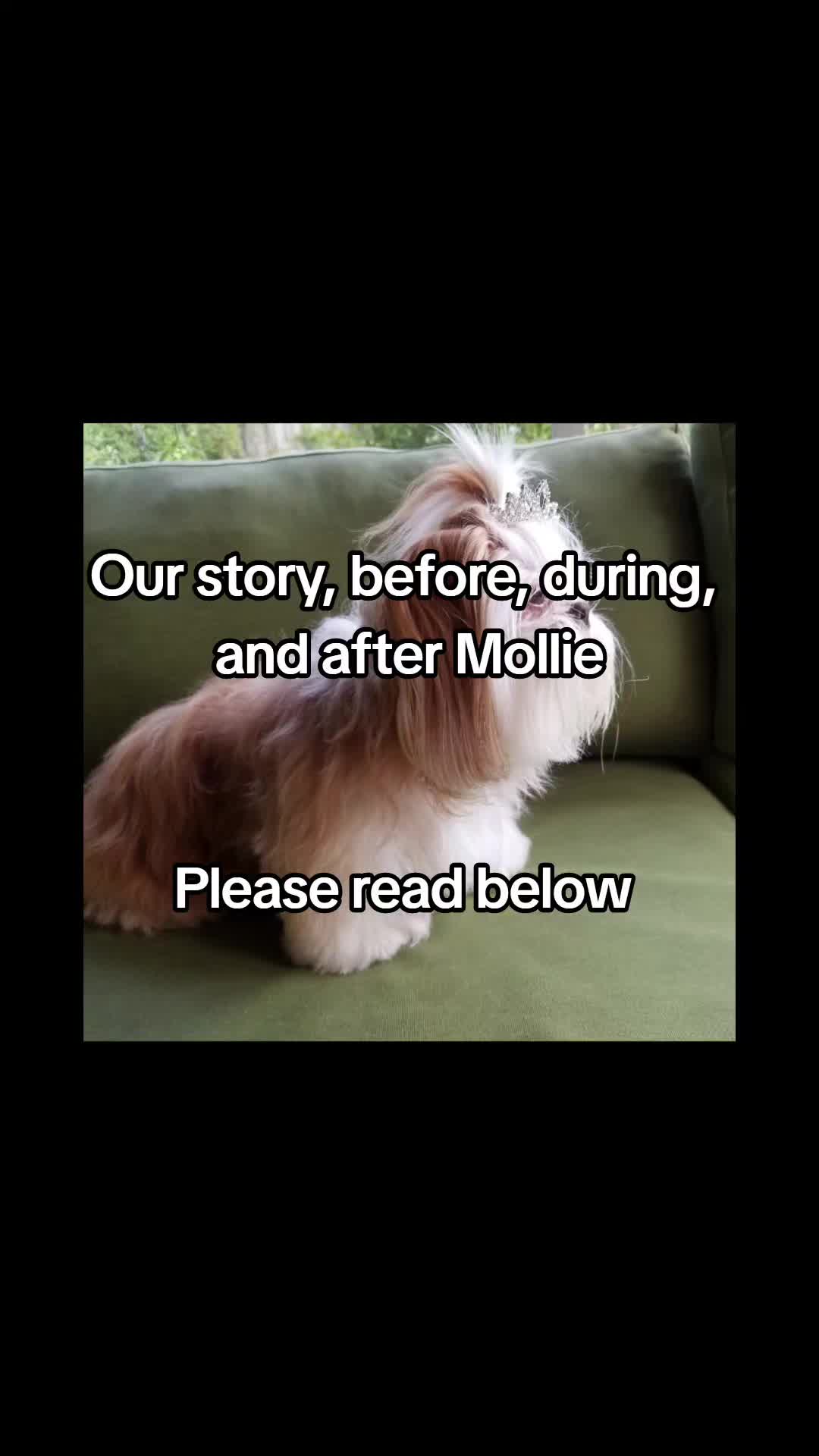 @Little Miss Mollie