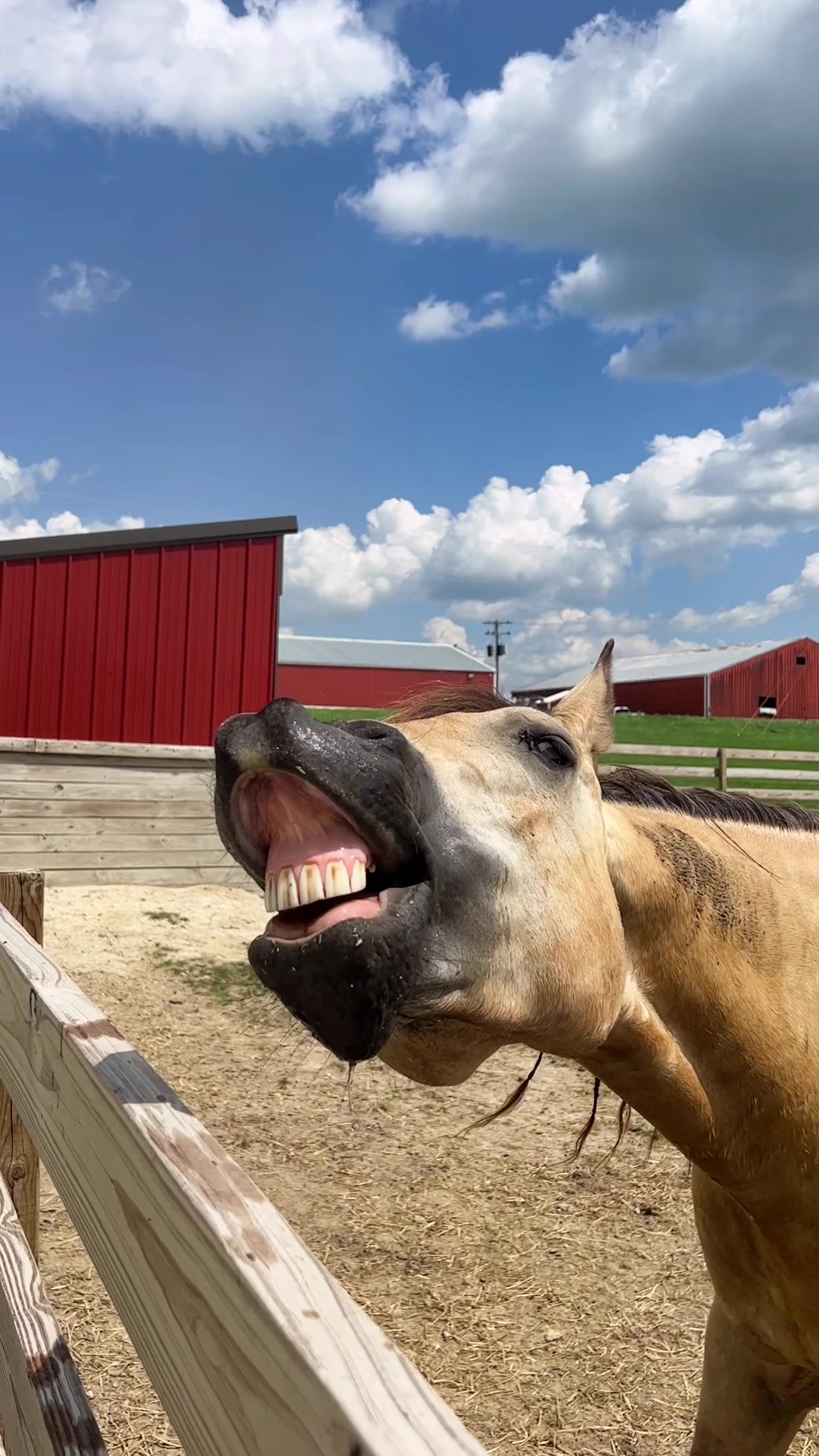 @Rachel ⚡️ Equine Photographer