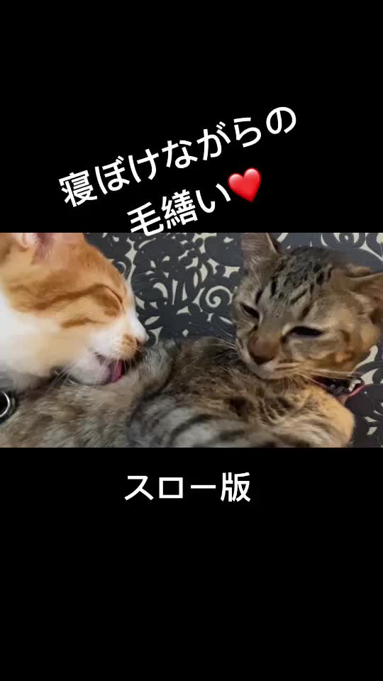 @9nekono