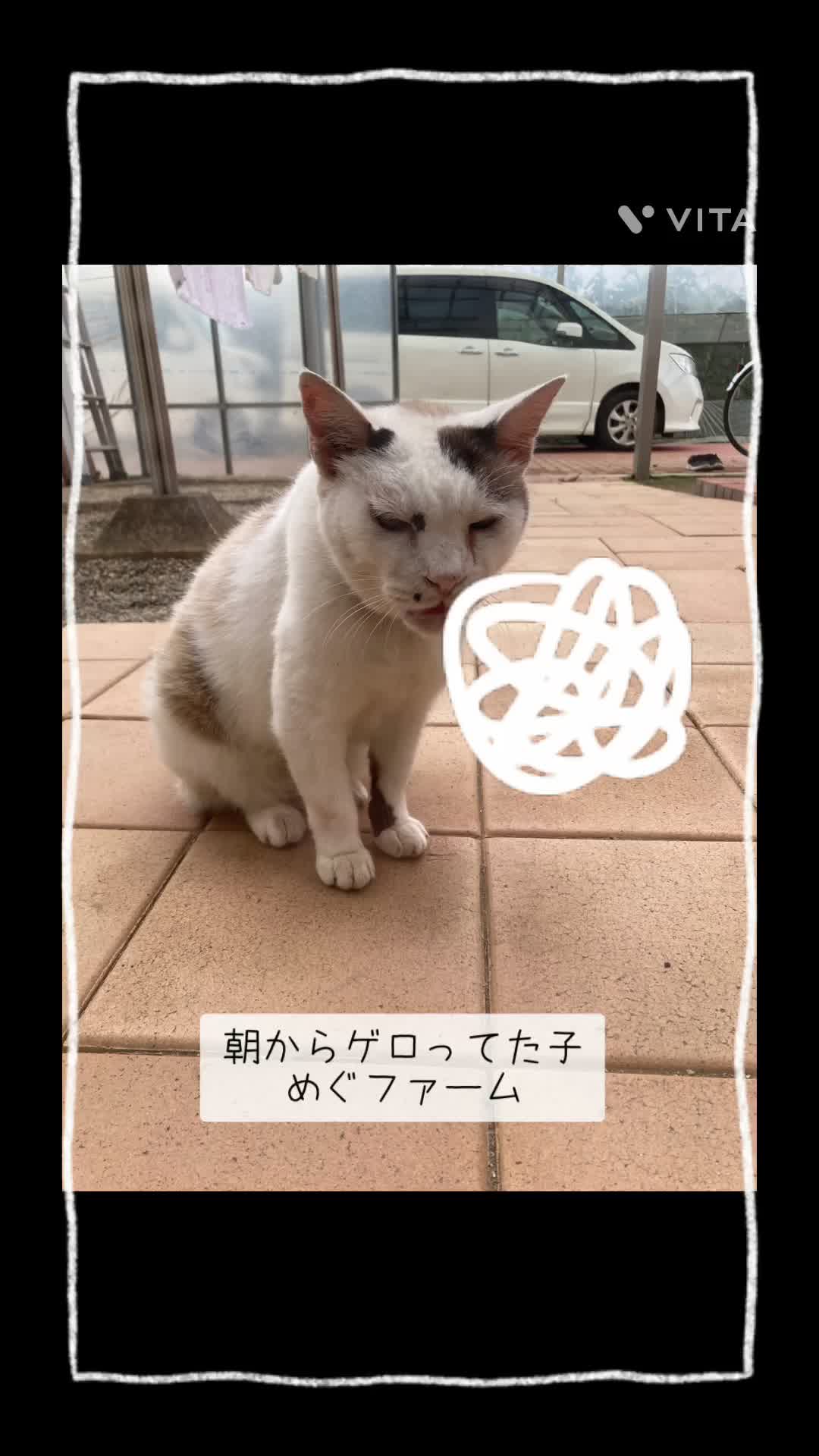 @めぐファームゴカ