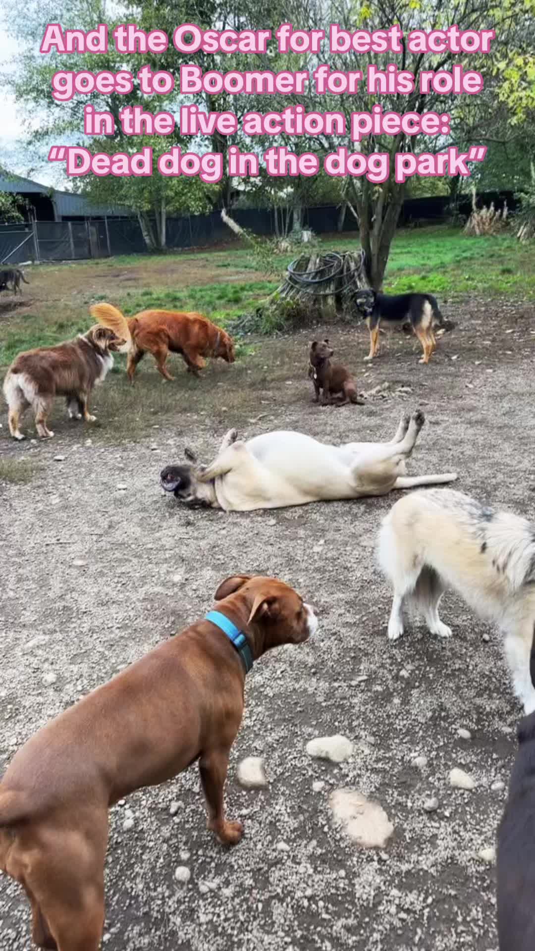 @Derpydogbus