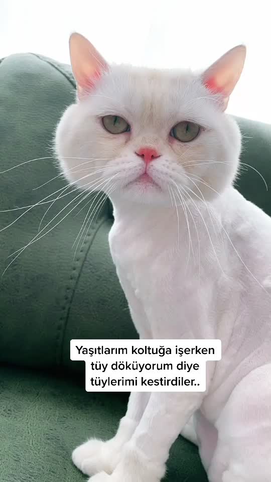 @SedaTiryaki