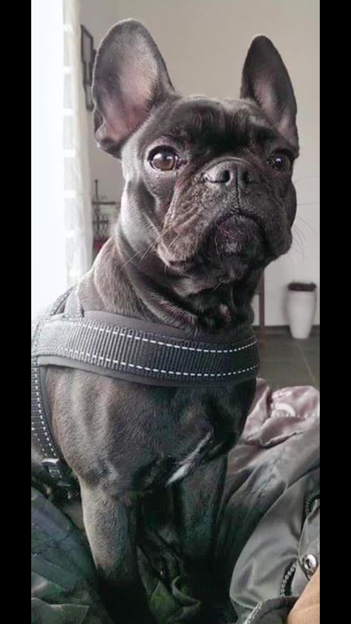 @Cookie 🍪 French Bulldog 🦴