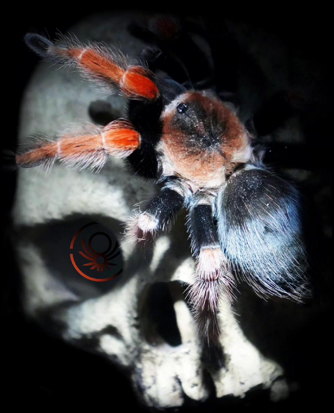 @brachypelma.de