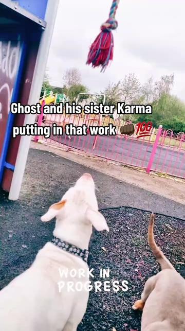 @Ghost_xlbully