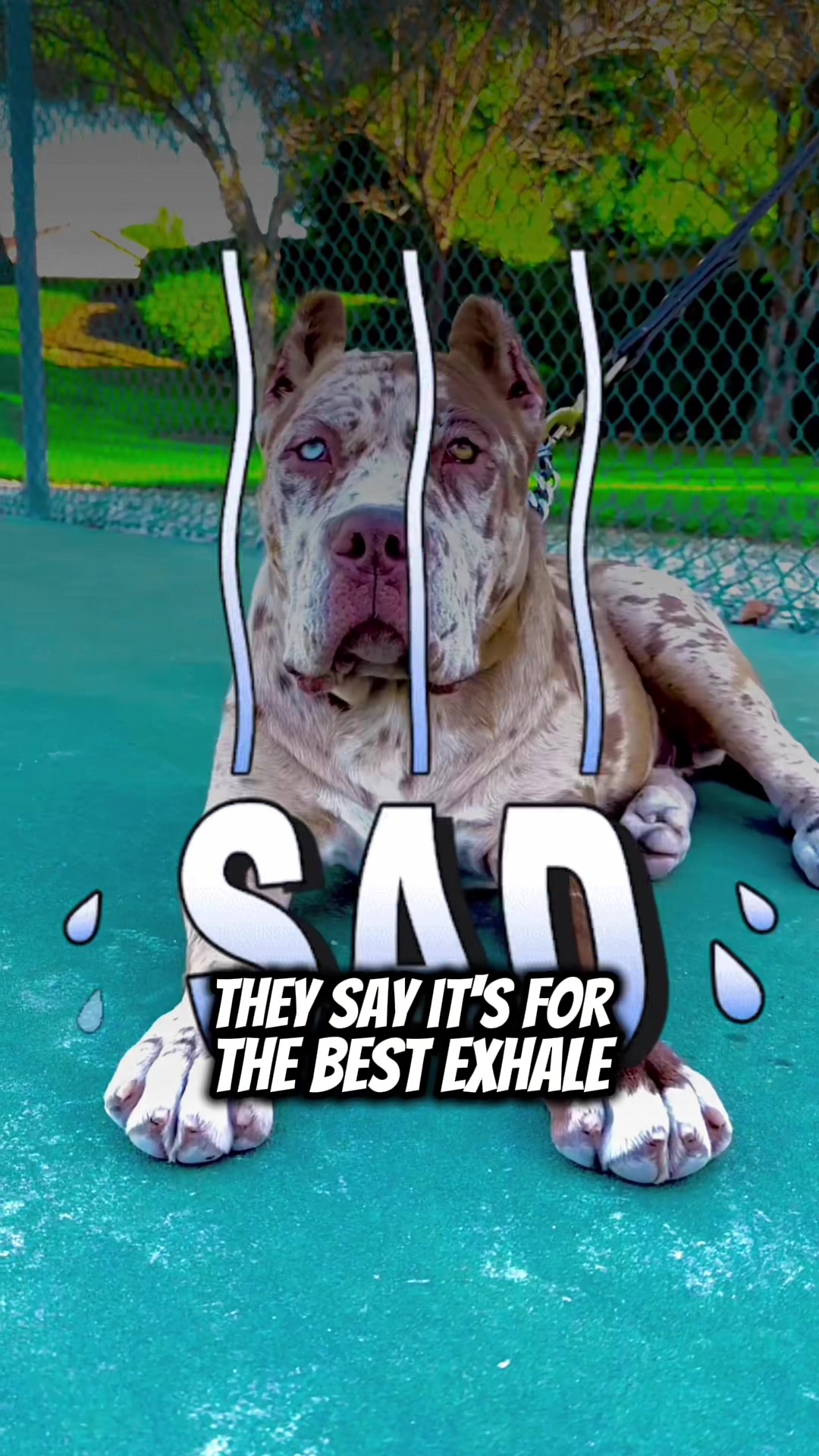 @K9 Kingz