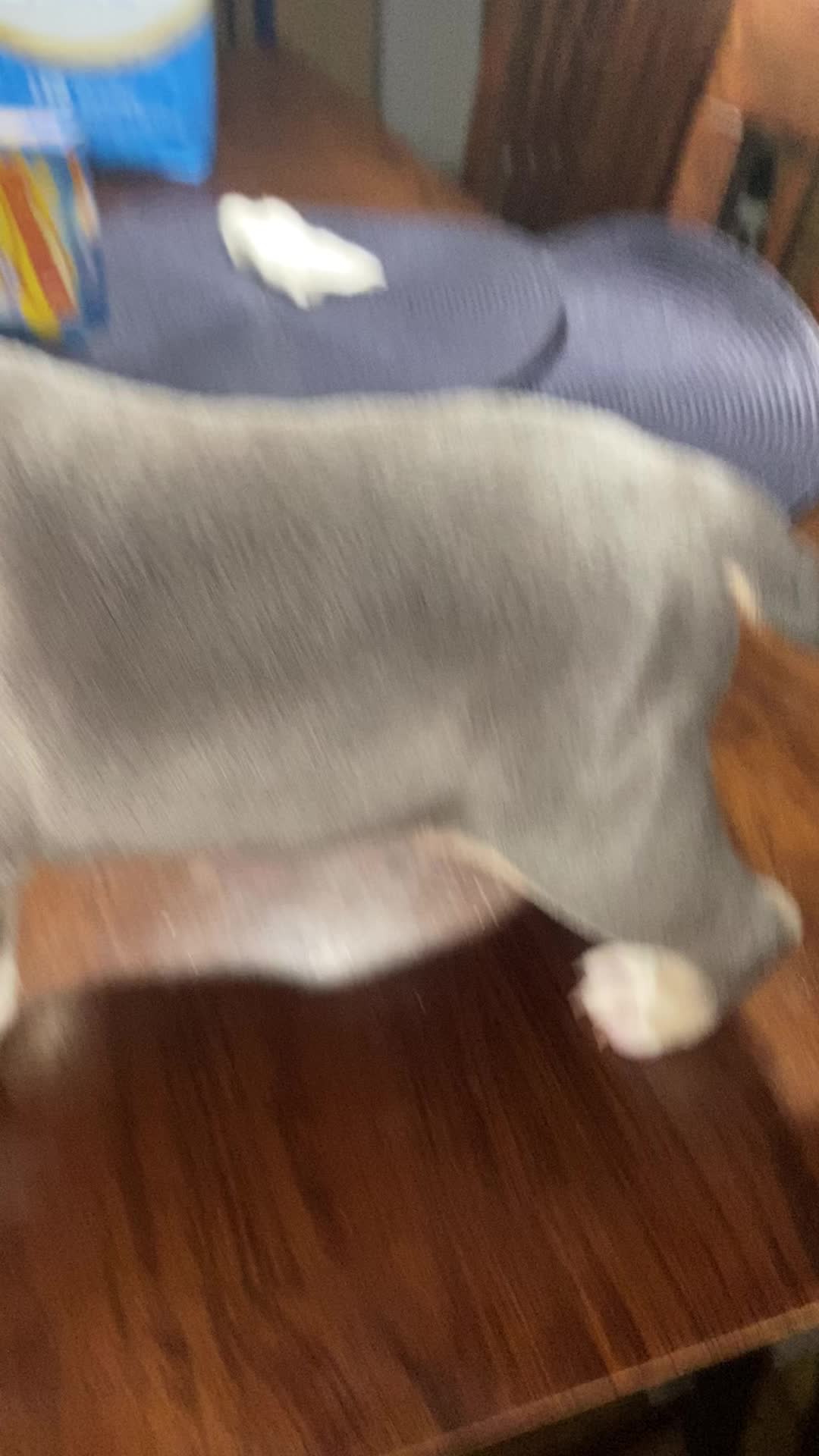 @Grimey Bullys 🐾🦴
