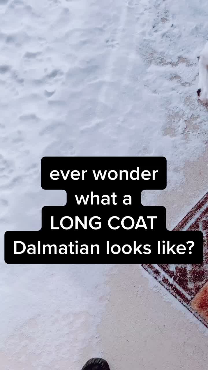 @Darling Dalmatians