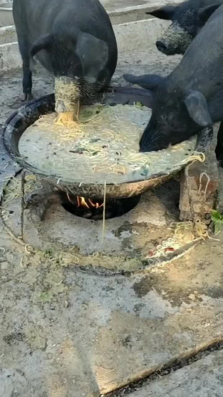 @bishuvmn1cp