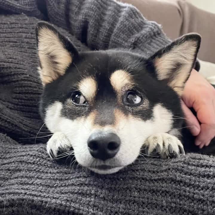 @☀️黒柴犬ひめ☀️