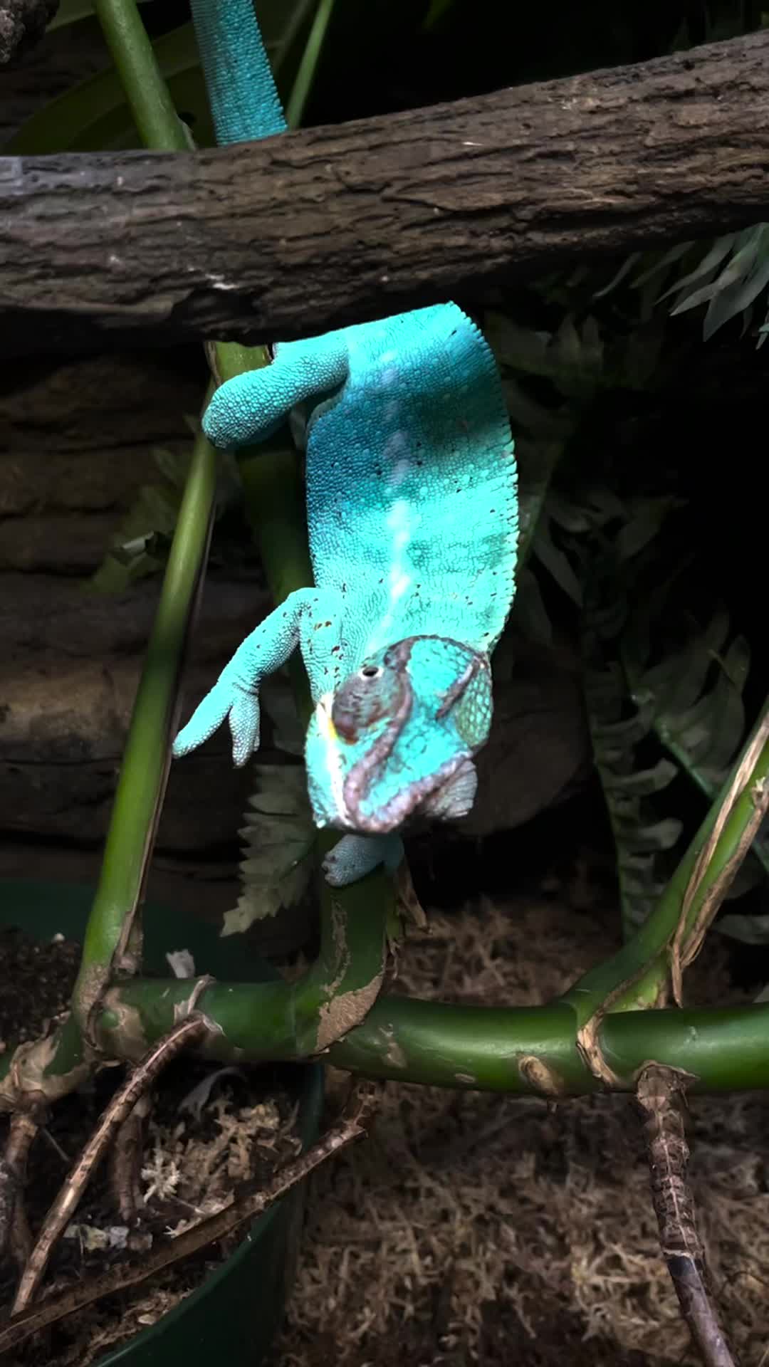 @The Reptarium