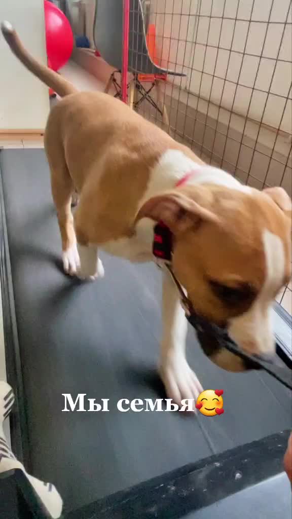 @🐕