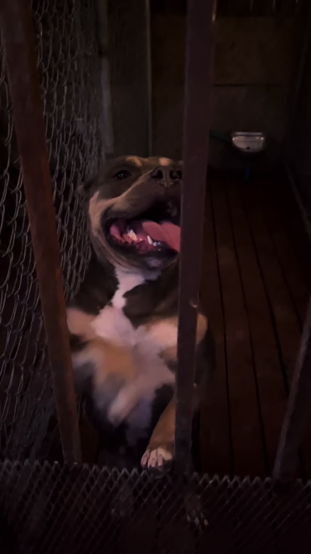 @Morales.kennels
