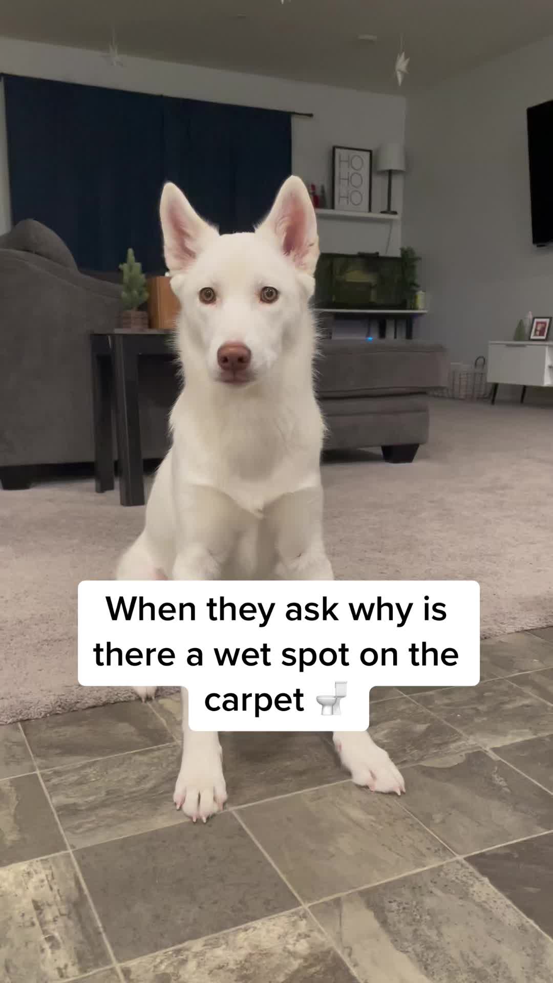 @Erza The Husky