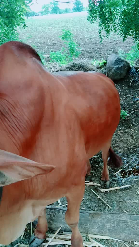 @भागवत आढाव
