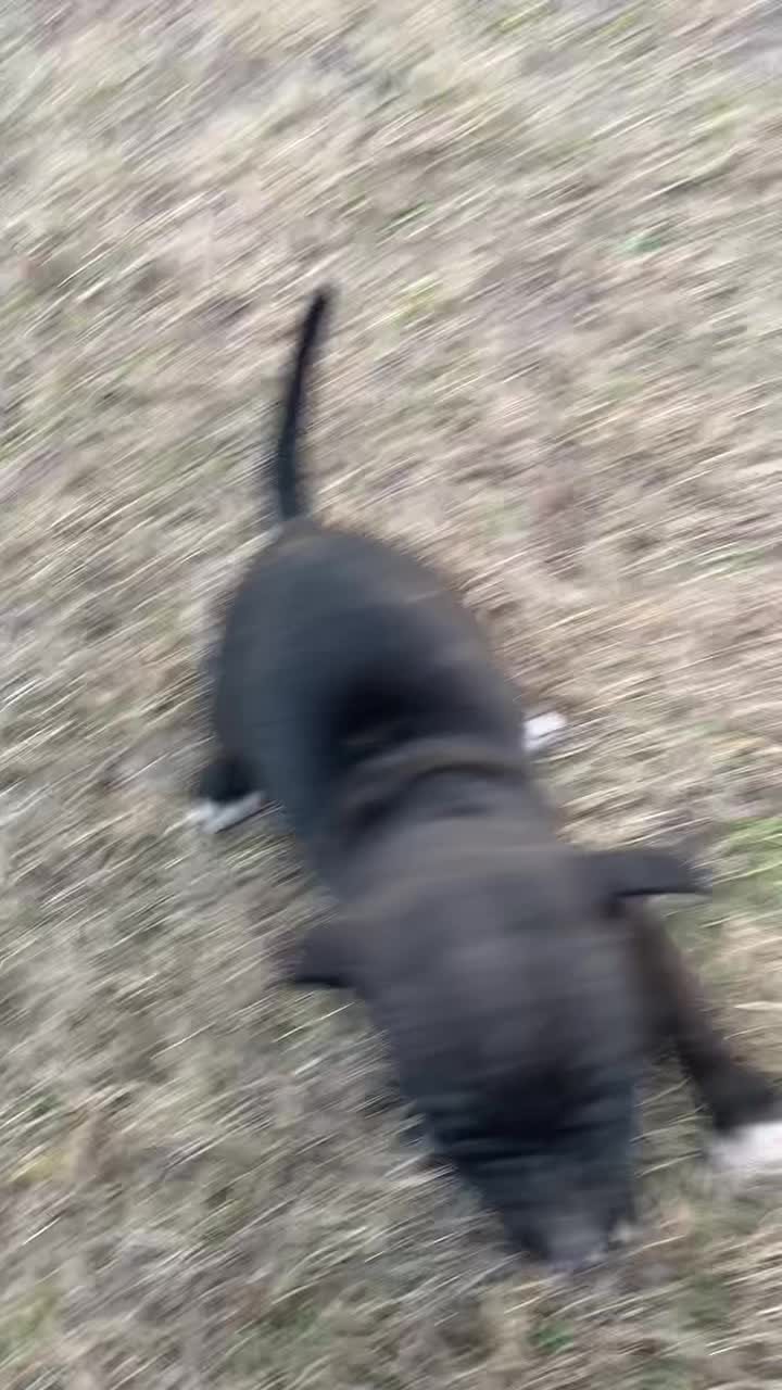 @LPKkennels