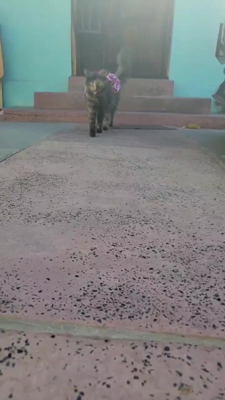 @Trini Cat